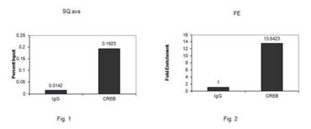 Anti-CREB-1 Antibody from rabbit, purified by affinity chromatography