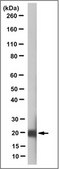 Anti-Betacellulin Antibody, clone 6G10.1 clone 6G10.1, from mouse
