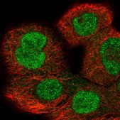 Anti-IPO8 antibody produced in rabbit Prestige Antibodies® Powered by Atlas Antibodies, affinity isolated antibody, buffered aqueous glycerol solution