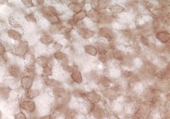 Anti-Synuclein Antibody, pan serum, Chemicon®