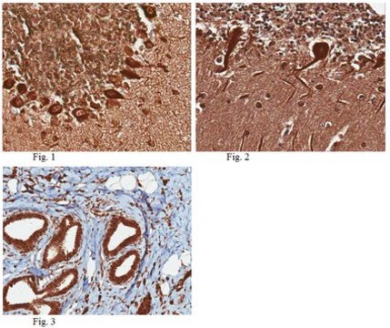 Anti-Praf2 (JM4) Antibody serum, from rabbit