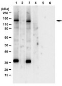 Anti-phospho-Upf1 (Ser1127) Antibody from rabbit, purified by affinity chromatography