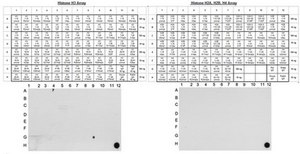 Anti-dimethyl-Histone H3 (Lys79) Antibody, clone NL59, Trial Size, rabbit monoclonal culture supernatant, clone NL59, Upstate®