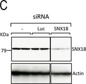 Anti-β-actina monoclonal clone AC-15, purified from hybridoma cell culture