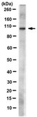 Anti-Oct-1 Antibody, clone YL15, Ascites Free clone YL15, from mouse
