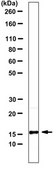 Anti-Histone H2A.Z Antibody (C-term) from rabbit, purified by affinity chromatography