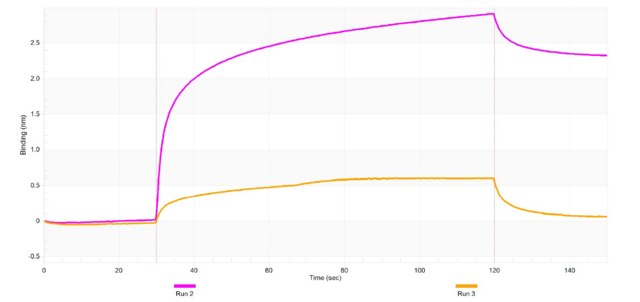 Anti-CLDN3 Antibody, clone 2K5 ZooMAb&#174; Rabbit Monoclonal recombinant, expressed in HEK 293 cells