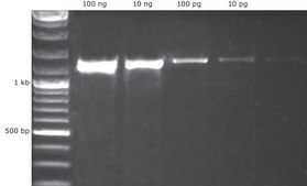 KAPA2G Fast PCR Kit