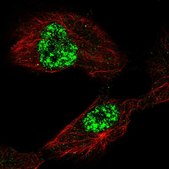 Anti-TAF5L antibody produced in rabbit Prestige Antibodies® Powered by Atlas Antibodies, affinity isolated antibody