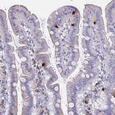Anti-GNG13 antibody produced in rabbit Prestige Antibodies® Powered by Atlas Antibodies, affinity isolated antibody, buffered aqueous glycerol solution