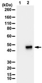 Anti-phospho-Parkin (Ser65) purified antibody, from rabbit