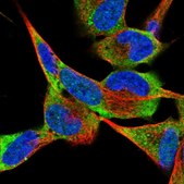 Anti-GNA13 antibody produced in rabbit Prestige Antibodies® Powered by Atlas Antibodies, affinity isolated antibody, buffered aqueous glycerol solution
