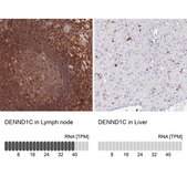 Anti-DENND1C antibody produced in rabbit Prestige Antibodies® Powered by Atlas Antibodies, affinity isolated antibody, buffered aqueous glycerol solution