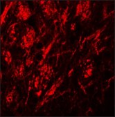 Anti-ZIP9 antibody produced in rabbit affinity isolated antibody, buffered aqueous solution