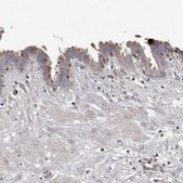 Anti-PCM1 antibody produced in rabbit Prestige Antibodies® Powered by Atlas Antibodies, affinity isolated antibody, buffered aqueous glycerol solution, Ab2