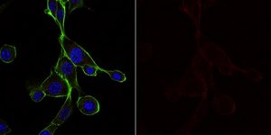 Anti-Cortactin (p80/85) Antibody, clone 4F11, Alexa Fluor™ 647 Conjugate clone 4F11, from mouse, ALEXA FLUOR™ 647