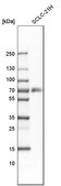 Anti-TNFRSF11A antibody produced in rabbit Prestige Antibodies® Powered by Atlas Antibodies, affinity isolated antibody, buffered aqueous glycerol solution