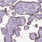 Anti-ADAM12 antibody produced in rabbit Prestige Antibodies® Powered by Atlas Antibodies, affinity isolated antibody, buffered aqueous glycerol solution