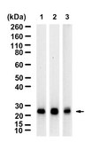 Anti-Rab14 Antibody, clone 1M15 ZooMAb® Rabbit Monoclonal recombinant, expressed in HEK 293 cells