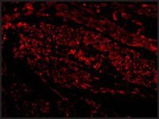 Anti-TIM-1 antibody produced in rabbit affinity isolated antibody, buffered aqueous solution