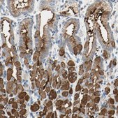 Anti-MUC1 antibody produced in rabbit Prestige Antibodies® Powered by Atlas Antibodies, affinity isolated antibody, buffered aqueous glycerol solution
