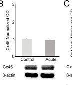 Anti-Connexin 45 Antibody, near CT, cytoplasmic Chemicon®, from rabbit