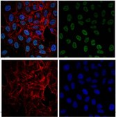 Anti-acetyl-Histone H3 (Lys4) Antibody, Alexa Fluor™ 488 conjugate from rabbit, ALEXA FLUOR™ 488