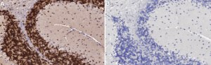 Anti-NeuN Antibody (rabbit) from rabbit, purified by affinity chromatography