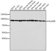 Anti-Hsp90β Antibody, clone 7C6J0, Rabbit Monoclonal