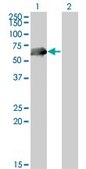 Monoclonal Anti-CDC25C antibody produced in mouse clone 3B11, purified immunoglobulin, buffered aqueous solution
