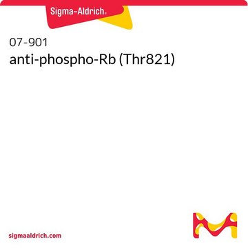 anti-phospho-Rb (Thr821)