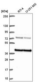 Anti-HNRNPA3 antibody produced in rabbit Prestige Antibodies® Powered by Atlas Antibodies, affinity isolated antibody