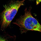 Anti-EIF2AK4 antibody produced in rabbit Prestige Antibodies® Powered by Atlas Antibodies, affinity isolated antibody, buffered aqueous glycerol solution