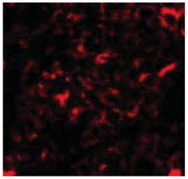 Anti-NANOS2 Antibody from rabbit, purified by affinity chromatography