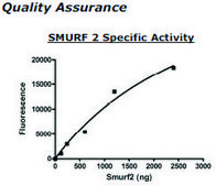 SMURF2 Active human recombinant, expressed in baculovirus infected insect cells, ≥80% (SDS-PAGE)