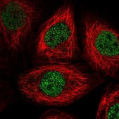 Anti-PSMA1 antibody produced in rabbit Prestige Antibodies® Powered by Atlas Antibodies, affinity isolated antibody, buffered aqueous glycerol solution