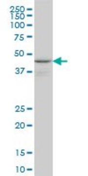 Anti-WIPI1 Mouse mAb (3C1) liquid, clone 3C1, Calbiochem&#174;