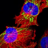 Anti-HSPD1 antibody produced in rabbit Prestige Antibodies® Powered by Atlas Antibodies, affinity isolated antibody, buffered aqueous glycerol solution
