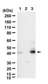 Anti-SPHK1 Antibody, clone 2H5 ZooMAb® Rabbit Monoclonal recombinant, expressed in HEK 293 cells