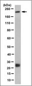 Anti-Siglec-1 (CD169) Antibody, clone 5F1.1 clone 5F1.1, from mouse