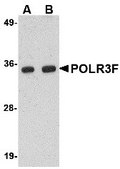 Anti-POLR3F antibody produced in rabbit affinity isolated antibody