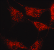 Anti-α1,2-Mannosidase IA antibody produced in rabbit affinity isolated antibody, buffered aqueous solution