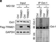 Anti-Ubiquitin Antibody, clone Ubi-1 (aka 042691GS) ascites fluid, clone Ubi-1 (042691GS), Chemicon®
