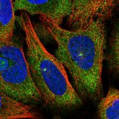 Anti-RFPL4A antibody produced in rabbit Prestige Antibodies® Powered by Atlas Antibodies, affinity isolated antibody, buffered aqueous glycerol solution