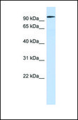 Anti-SP3 antibody produced in rabbit affinity isolated antibody