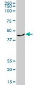 Anti-EIF2B2 antibody produced in mouse purified immunoglobulin, buffered aqueous solution