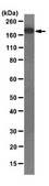 Anti-Rictor Antibody, clone 9F1.2 clone 9F1.2, from mouse