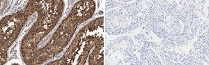 Anti-FKBP52 Antibody, clone 4H21 ZooMAb® Rabbit Monoclonal recombinant, expressed in HEK 293 cells