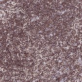 Anti-THAP11 antibody produced in rabbit Prestige Antibodies® Powered by Atlas Antibodies, affinity isolated antibody, buffered aqueous glycerol solution