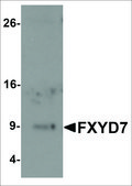 Anti-FXYD7 antibody produced in rabbit affinity isolated antibody
